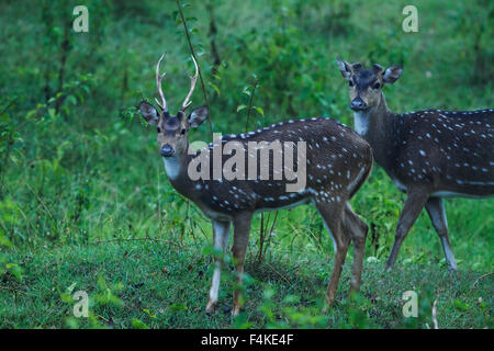 Gefleckte Rehe bei starkem Regen Stockfoto