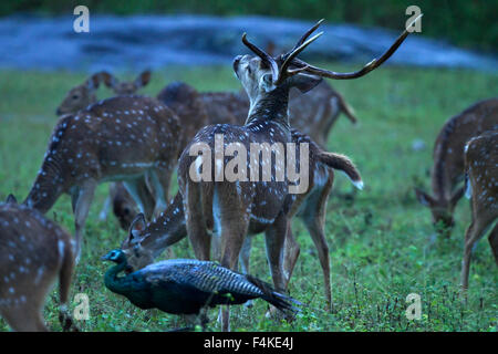 Gefleckte Rehe bei starkem Regen Stockfoto