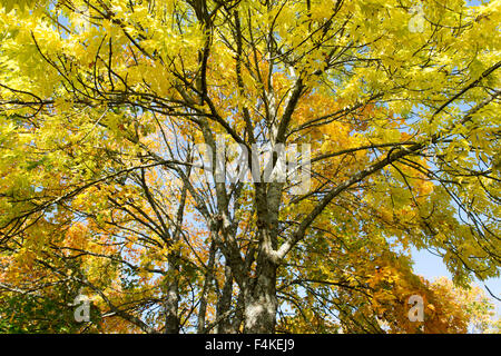 Fraxinus Excelsior.  Esche im Herbst vor einem blauen Himmel in Schottland Stockfoto