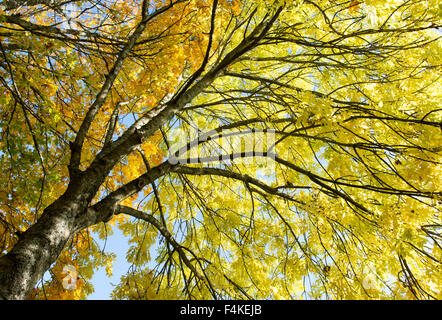 Fraxinus Excelsior.  Esche im Herbst vor einem blauen Himmel in Schottland Stockfoto