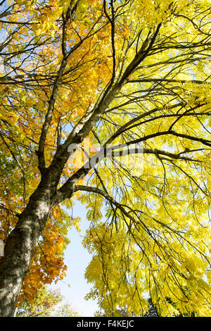 Fraxinus Excelsior.  Esche im Herbst vor einem blauen Himmel in Schottland Stockfoto