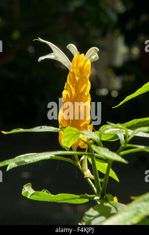 Pachystachys Lutea, Goldene Kerze Stockfoto