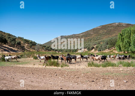 Herde von Ziegen in einer ländlichen Landschaft in der Provinz Ciudad Real, Spanien Stockfoto