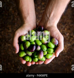 Nahaufnahme eines Mannes Hände halten eine Handvoll Oliven Stockfoto