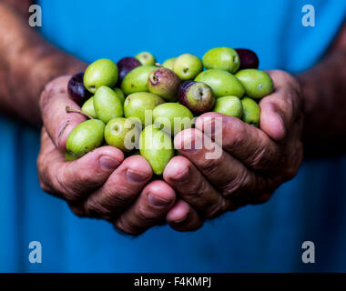 Nahaufnahme eines Mannes Hände halten eine Handvoll Oliven, mit blauem Hemd Stockfoto