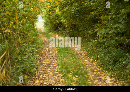 Landstraße durch reichen Laubwald bei bedecktem Wetter Herbst Szene Stockfoto