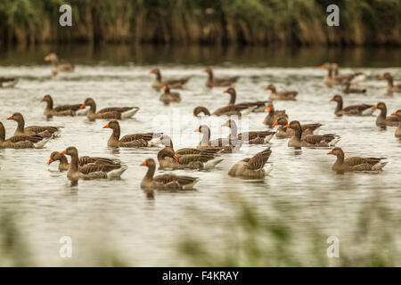 ein Get-together von Stockenten Stockfoto