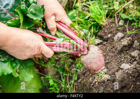 Weibliche Hand ziehen junge rote Beete aus dem Boden Stockfoto