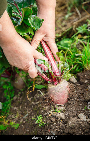 Weibliche Hand ziehen junge rote Beete aus dem Boden Stockfoto