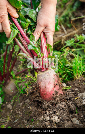 Weibliche Hand ziehen junge rote Beete aus dem Boden Stockfoto