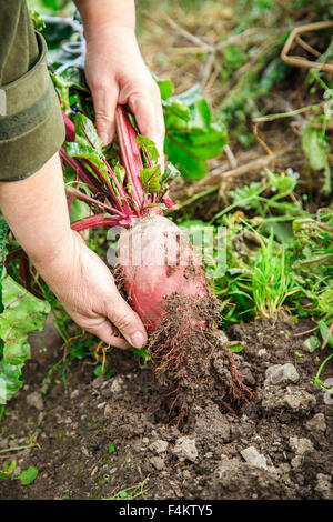 Weibliche Hand ziehen junge rote Beete aus dem Boden Stockfoto