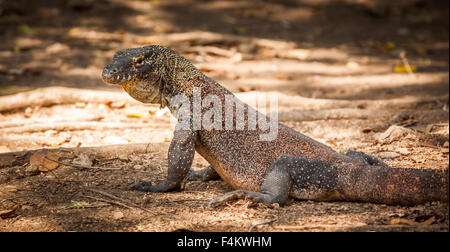 Komodo-Waran, die größte Echse der Welt Stockfoto