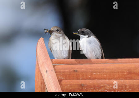 Pied Flycatcher paar Küchlein Box mit Futter Stockfoto