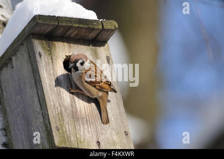 Eurasische Baum Spatz (Passer Montanus) in der Nähe von Feld eingebettet. Moskau, Russland Stockfoto