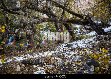 Herbstfarben, Muktinath, Mustang, Nepal. Stockfoto