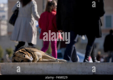 Kastrierte streunender Hund schlafen auf den Straßen der Syntagma-Platz und aus Fokus Passanten im Hintergrund, Athen, Griechenland. Stockfoto