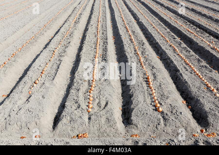 Zwiebel im Prozess im Gemüsegarten anpflanzen Stockfoto