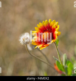 Wilde indische Decke Blume im herbstlichen wilden Feld Stockfoto