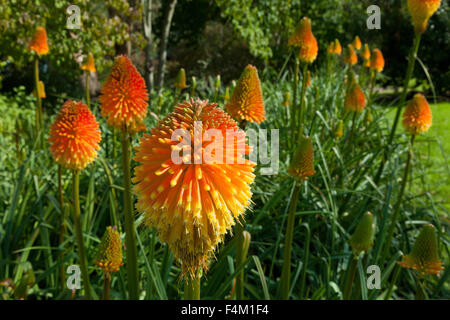 Red Hot Poker Blumen, Kniphofia, stammt aus Afrika. Stockfoto