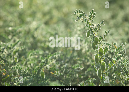 Erbsen-Plantage Hintergrundbeleuchtung von der Sonne zeigt es die wachsende Erbsen innen Stockfoto