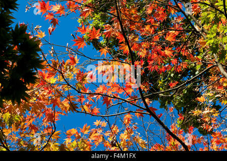 Acer, Ahorn-Blätter, Herbst gegen blauen Himmel Stockfoto