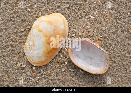 Carpetclam Hühnchen, Hühnchen Venus, Hühnchen Teppich Schale, Getupfte Teppichmuschel, Venerupis Corrugata, Venerupis Senegalensis Stockfoto