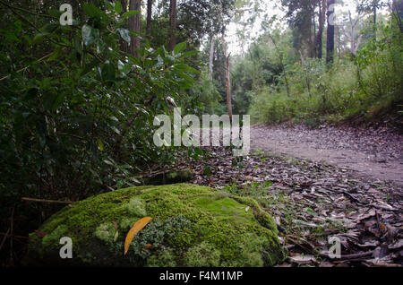 Ein moosiger Buschpfad im nördlichen Sydney Buschland in New South Wales, Australien Stockfoto