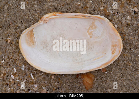 Carpetclam Hühnchen, Hühnchen Venus, Hühnchen Teppich Schale, Getupfte Teppichmuschel, Venerupis Corrugata, Venerupis Senegalensis Stockfoto