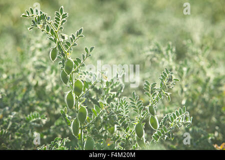 Erbsen-Plantage Hintergrundbeleuchtung von der Sonne zeigt es die wachsende Erbsen innen Stockfoto