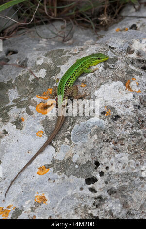 Sizilianische Mauereidechse, sizilianische Mauereidechse, Sizilianische Mauereidechse Podarcis Waglerianus Podarcis wagleriana Stockfoto