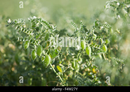 Erbsen-Plantage Hintergrundbeleuchtung von der Sonne am Guadiana Wiesen, Badajoz, Extremadura, Spanien Stockfoto