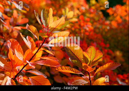 Cotinus Coggygria X cotinus Flamme (Rauch Busch). Nahaufnahme von hinten beleuchteten herbstliche Blättern. Oktober. Gloucestershire UK. Stockfoto