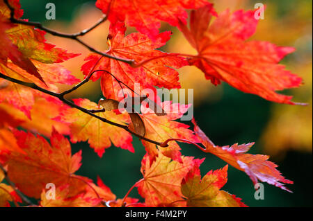 Acer Japonicum Vitifolium (Vine-leaved Vollmond Ahorn).  Nahaufnahme von herbstlichen Blättern. Oktober. Gloucestershire UK. Stockfoto