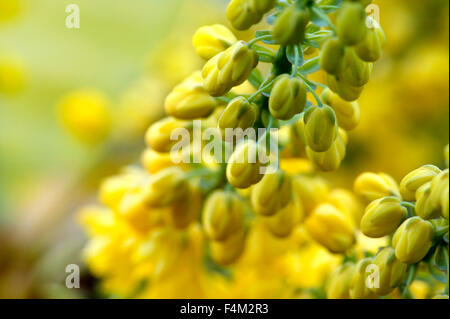 Mahonia x Media 'Charity' (Oregan-Traube) Nahaufnahme der gelben Blüten im Winter Dezember Gloucestershire UK Stockfoto