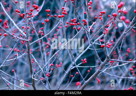 Ilex Verticillata (Winterberry). Mid Shot Winterzweige mit roten Beeren. Dezember. Gloucestershire UK. Stockfoto