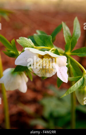 Helleborus Orientalis 'Fastenzeit Rose'. Nahaufnahme der Blüten. Februar. Gloucestershire UK. Stockfoto