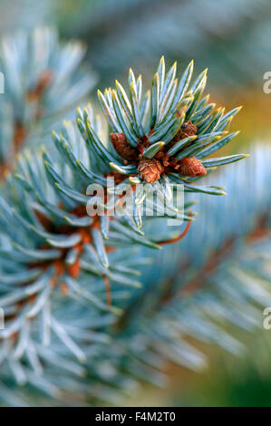 Picea Pungens 'Koster'. (Colorado Fichte) Nahaufnahme des Zweiges. Dezember. Gloucestershire UK. Stockfoto