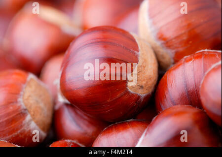 Castanea Sativa (gebräuchlicher Name Sweet Chestnut) erntete Nüsse im Herbst, Gloucestershire UK Stockfoto