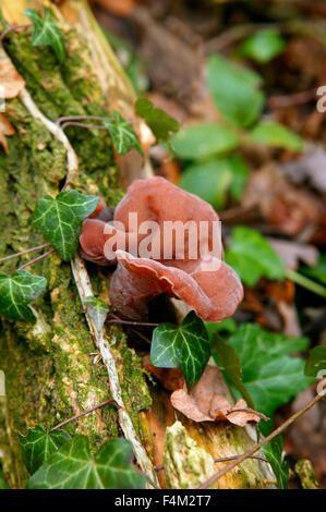 Auricularia Auricula-Judae (Schwarzes Holzohr, Gelée-Ohr-Pilz-Judenohr) Mittelschuss von Pilzen, die auf einem umgestürzten Baum wachsen Dezember Gloucestershire Stockfoto