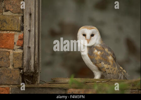 Schleiereule (Tyto Alba) in einer verlassenen Scheune Stockfoto