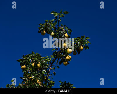 Reife Birnen auf einem Ast in einem Obstgarten auf blauen Himmelshintergrund Stockfoto