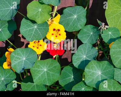 Muster aus Blättern und Blüten von einer Kapuzinerkresse Stockfoto