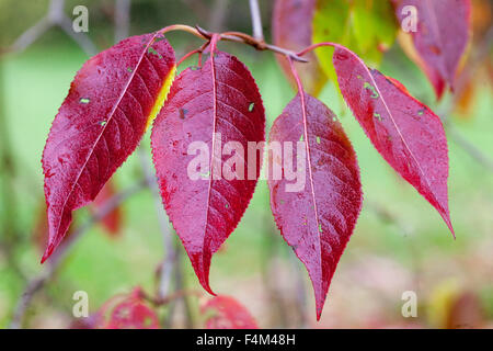 Viburnum prunifolium als blackhaw oder Schwarz haw bekannt Stockfoto