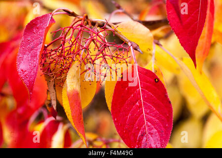 Viburnum prunifolium als blackhaw oder Schwarz haw bekannt Stockfoto