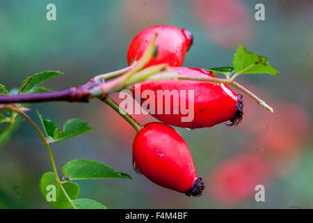 Rose Hüften Herbstrosen, Rosa Canina, rote Früchte Stockfoto