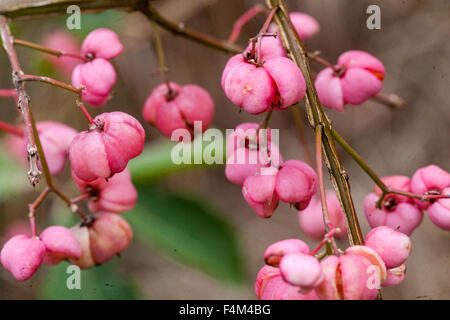 Europäischer Spindelbaum Euonymus europaeus Spindleberry Stockfoto