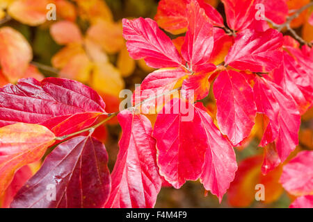 Persisches Eisenholz, Parrotia persica, rote Blätter Gartenlaube Herbst Oktober Pflanze Eisbaum Stockfoto