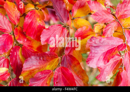 Persisches Eisenholz, Parrotia persica, hellrote Herbstblätter Laubbaum, lebhaftes Herbstlaub Irontree Stockfoto