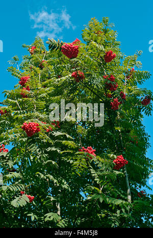 Rowan Bäume oder Ebereschen, rote Beeren, blauen Himmel von unten Stockfoto