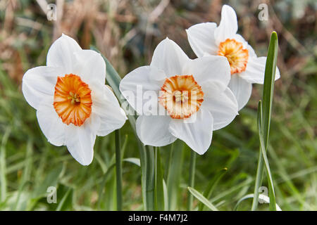 Weiße Narzissen (Narcissus) mit orange Coronas im Frühling. Stockfoto